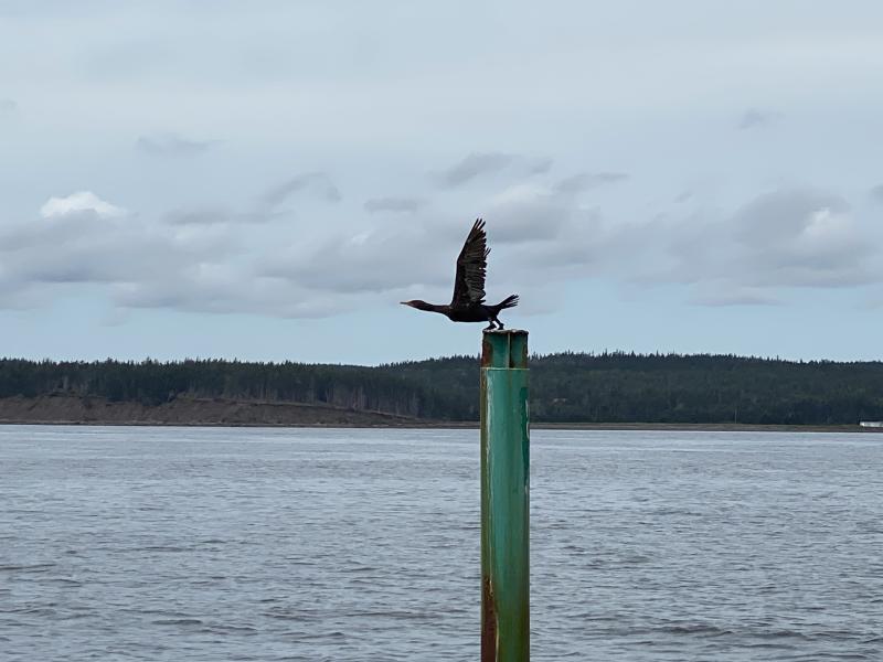 Taking Flight