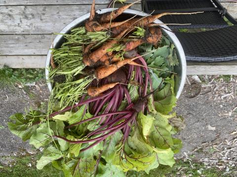 Root Vegetables