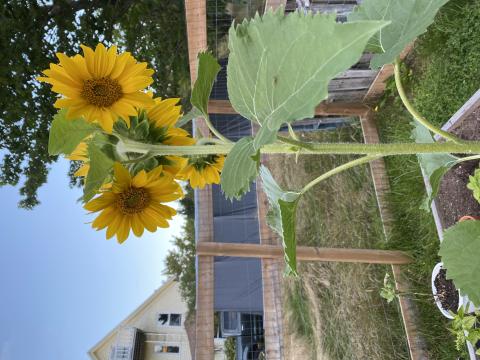 Sunflowers